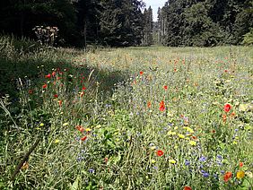 Blühfläche Grönenbacher Wald