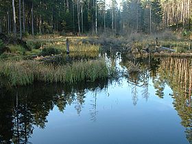 Feuchtbiotope