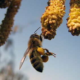 Biene Weltbienentag Staatswald Staatsforsten Honigbiene