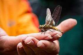 Plattbauch-Libelle bei Moorrenaturierung Königsheide im Forstbetrieb Fichtelberg Bayerische Staatsforsten