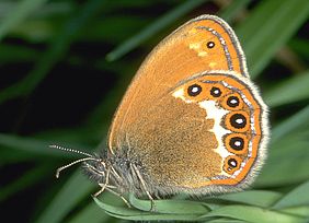 Naturschutztag Bayerische Staatsforsten