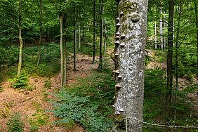 Bayerische Staatsforsten Bayerisches Staatsministerium für Ernährung, Landwirtschaft und Forsten Naturwälder