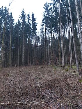 Käferloch, Borkenkäfer, 