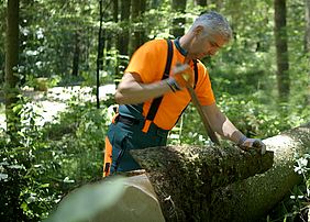 Forstwirt Handentrindung Entrinden Staatswald Bayerische Staatsforsten