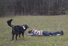 Rettungshunde Übung Wald