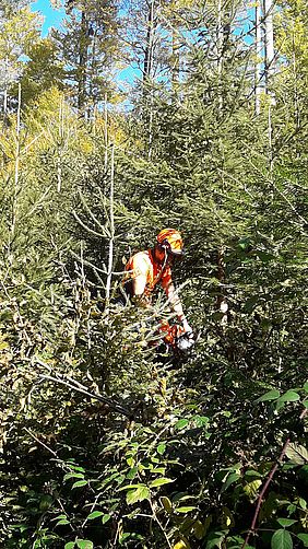 Jugendpflege Wald Bayern