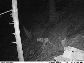 Luchs Wald Bayern Foto