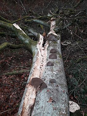 Bayerische Staatsforsten Forstbetrieb Burglengenfeld Verkehrssicherung Naturschutz