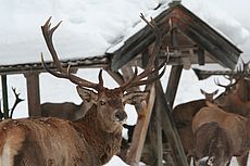 Wintergatter Schattenwald