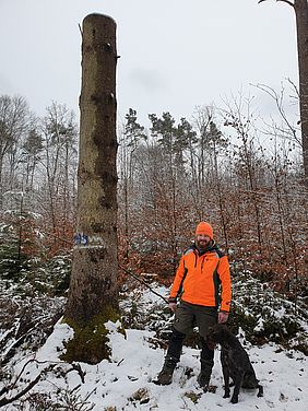 Stehendes Totholz, Biotopbaum, Hochstumpf