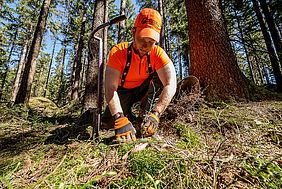 Pflanzen Klimawandel Klimawald Forstwirt Wald