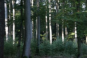 Buchen im bayerischen Staatswald