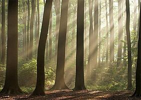 Waldfläche in Bayern nimmt zu