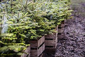 Schulprojekt Jugendliche Hauptschule Untergriesbach pflanzen Klimawald zusammen mit Bayerische Staatsforsten Forstbetrieb Neureichenau