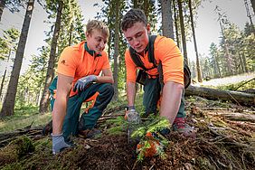 Pflanzung Tanne Klimawald am Forstbetrieb Neureichenau