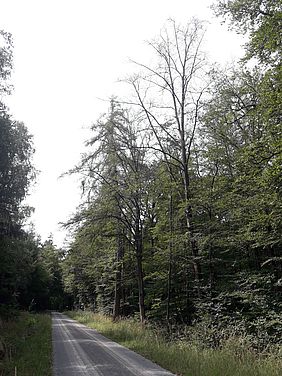 Bayerische Staatsforsten Forstbetrieb Hammelburg Staatswald Trockenschäden Buche