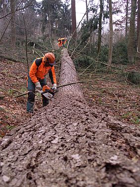 Bayerische Staatsforsten Forstbetrieb Rothenkirchen Submission Douglasie