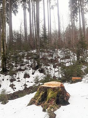 Bayerische Staatsforsten Forstbetrieb Sonthofen Holzernte