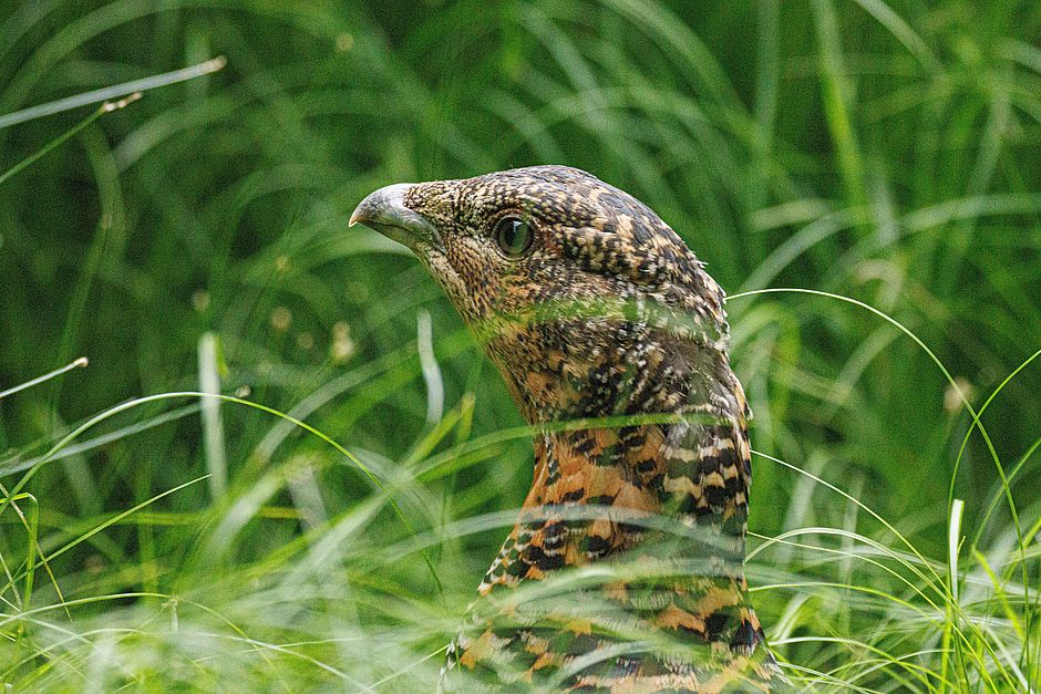 Bayerische Staatsforsten  Rücksicht auf Wildtiere: Wildschutzgebiet auf  der Königsheide hilft Auerhühnern