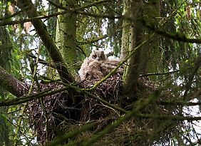 Uhu Großvogel Bayerische Staatsforsten Wald Waldvogel