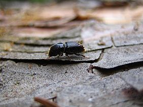 Borkenkäfer Schwärmflug beginnt 