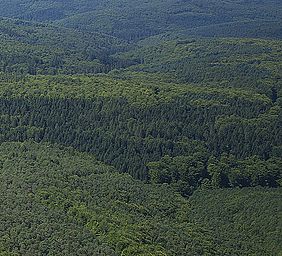 Interview Greenpeace Kampagne