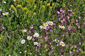 Blühwiese Staatswald Bayerische Staatsforsten Blumen Wiese