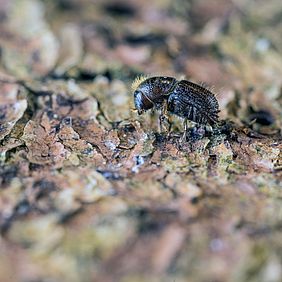 Borkenkäfer Staatswald Bayerische Staatsforsten Käfer