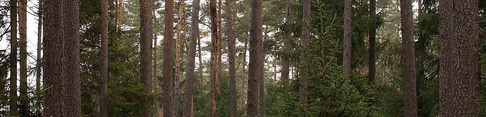 Headerimage