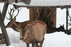 Wintergatter Vorderriß