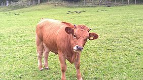 Rind Brunnenkopf-Alm 