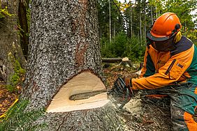 Arbeit im Wald Holz Fällung Sicherheit