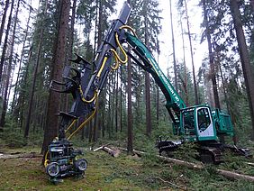 Königstiger Holzernte