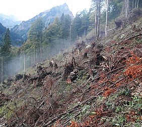 Sturmfläche, Tannen, Fichten, Staatswald