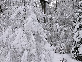 Schnee Schneebruch Schneechaos Bayern Januar 2019