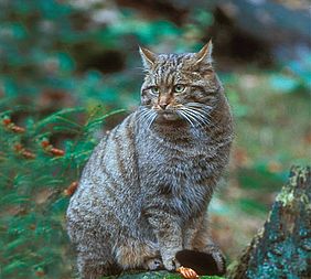 Wildkatze