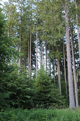 Klimawald am Forstbetrieb Weißenhorn