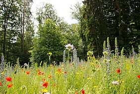 Blühwiese Blumen Wald Staatswald Staatsforsten