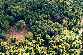 Fichtelberg Borkenkäfer Kampf