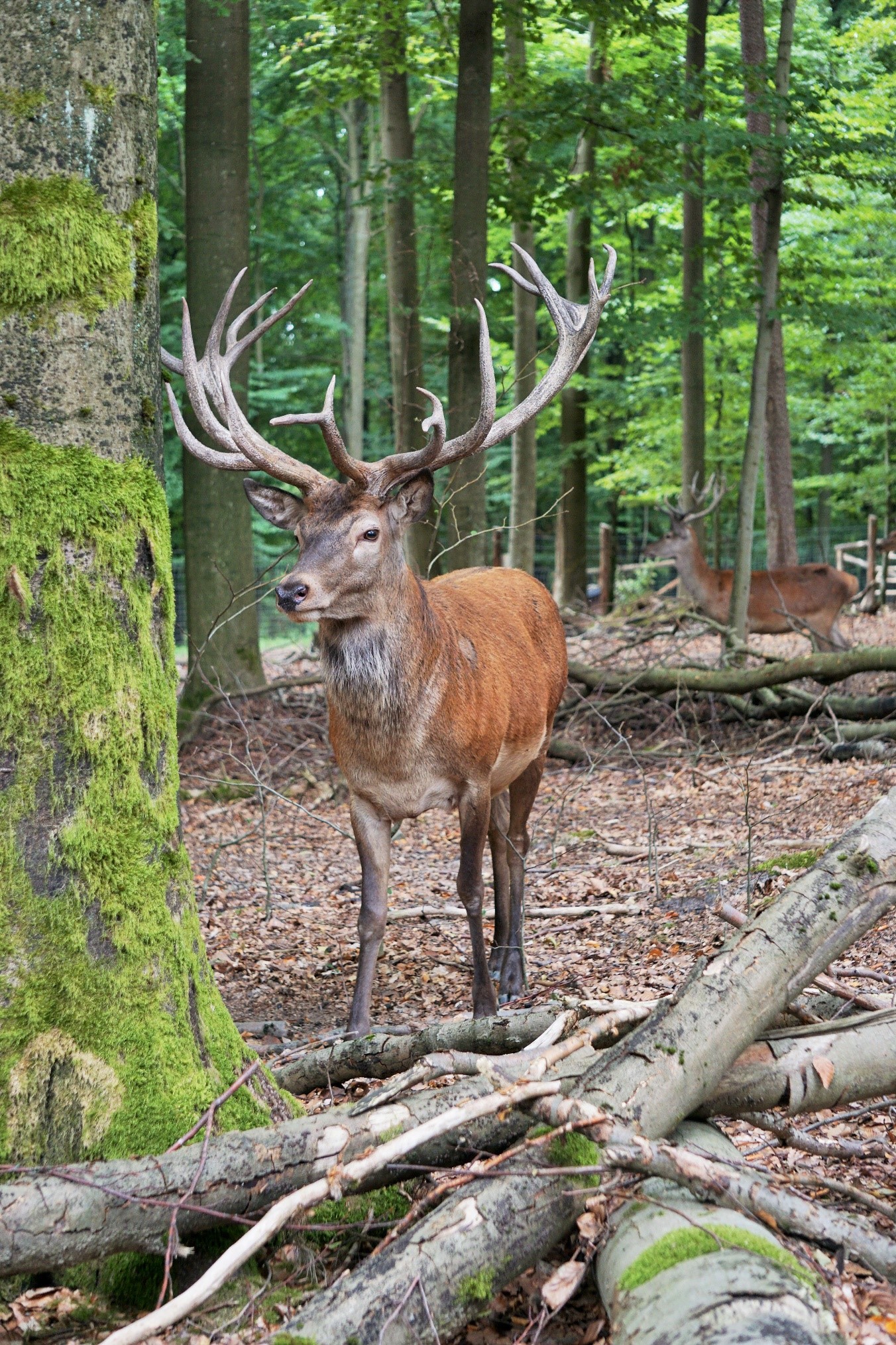 Bayerische Staatsforsten  Der König des Waldes verkündet röhrend die  Hirschbrunft im Herbstwald