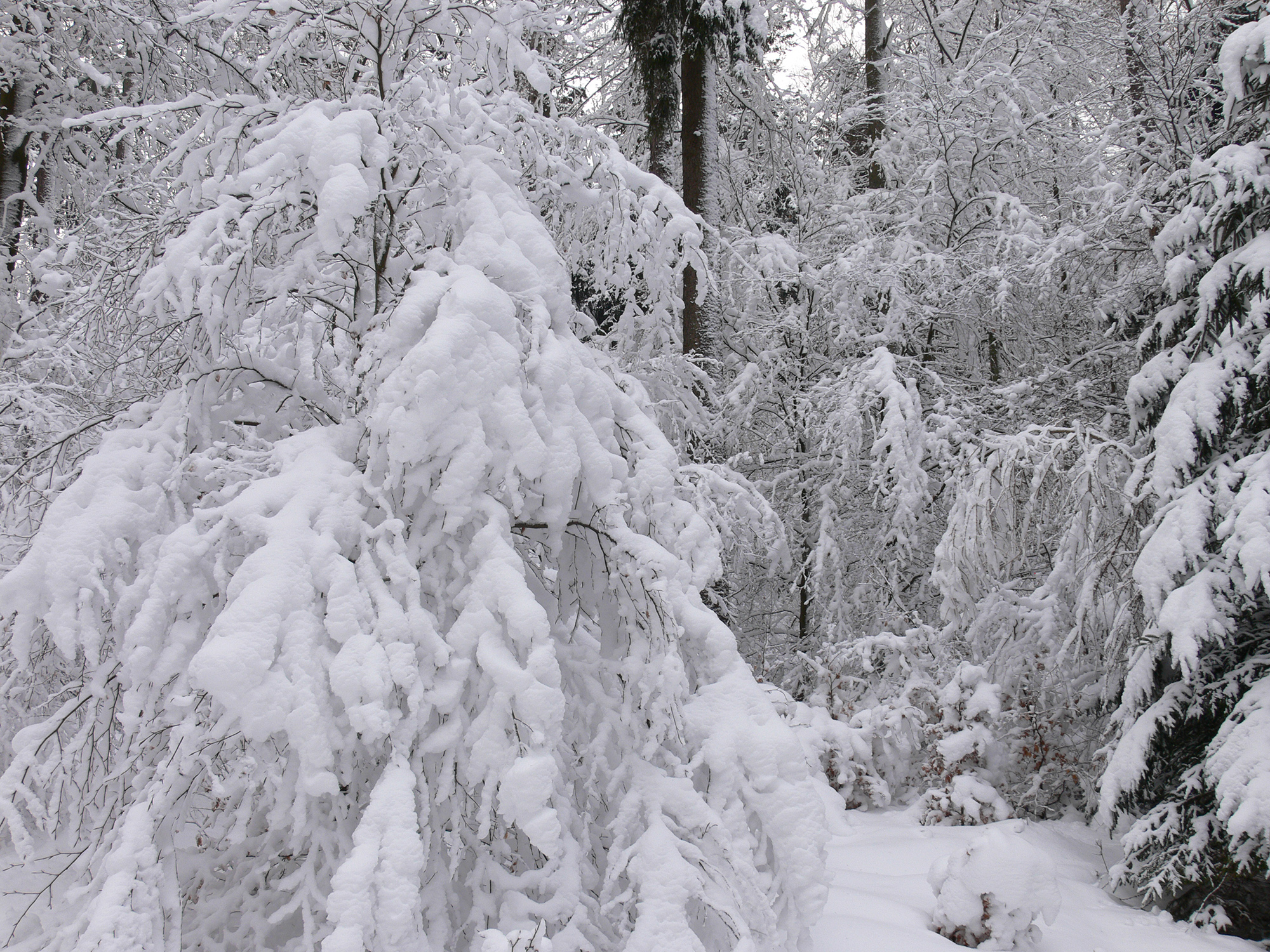 Bayerische Staatsforsten | Schneechaos in Bayern: Weiße Gefahr im Wald