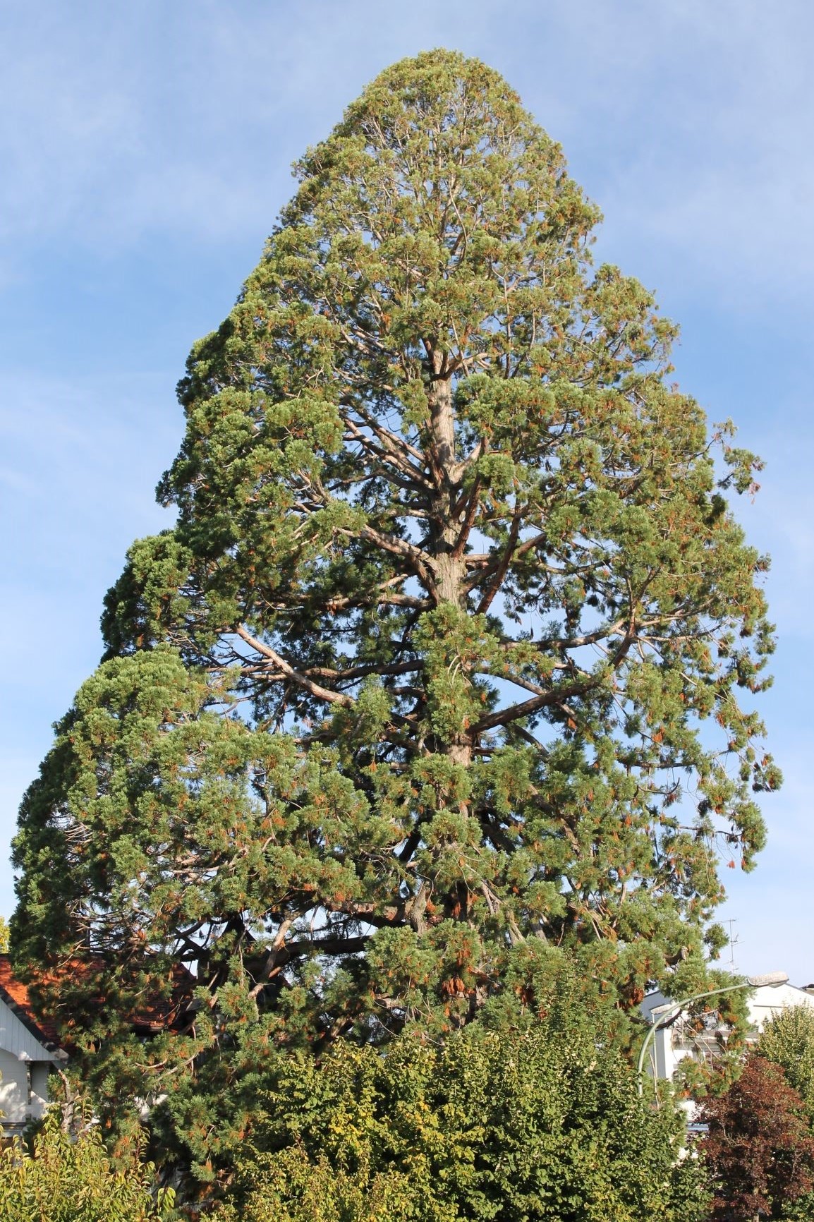 Urweltmammutbaum  im Topf Exoten Raritäten 
