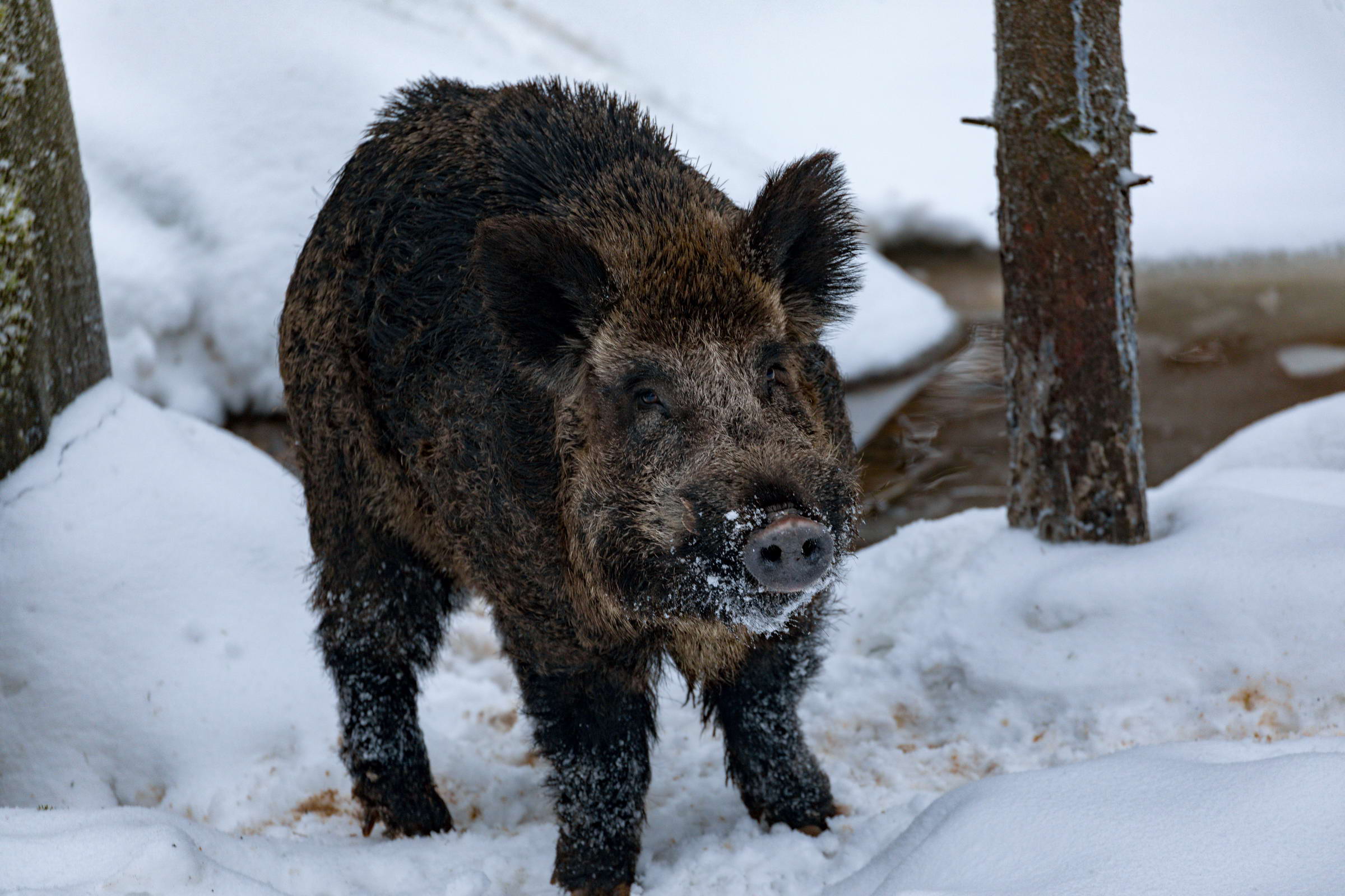 Bayerische Staatsforsten  Wildschwein-Meldesystem ein großer Erfolg