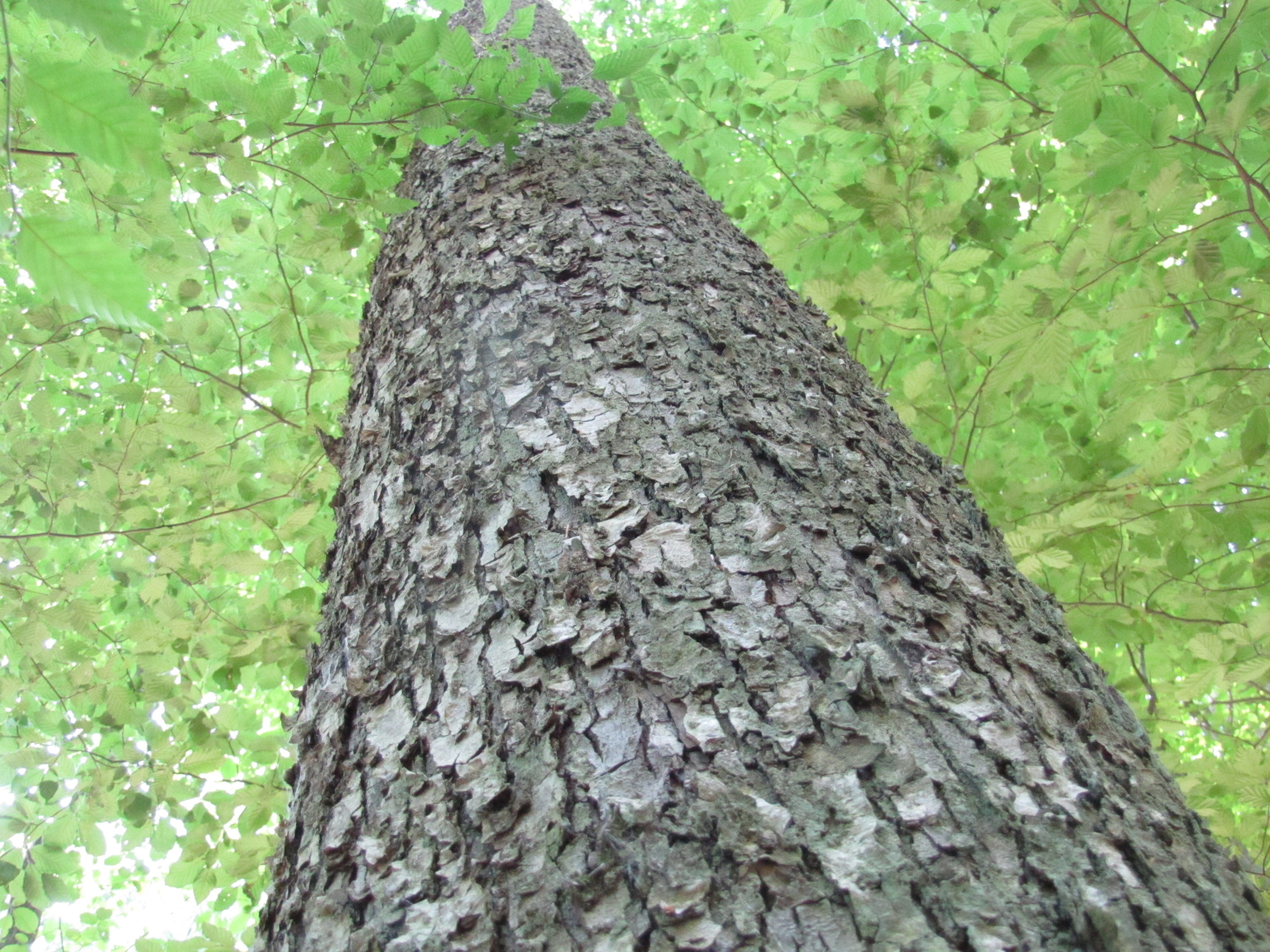 Bayerische Staatsforsten | Seltene Elsbeeren für den Zukunftswald