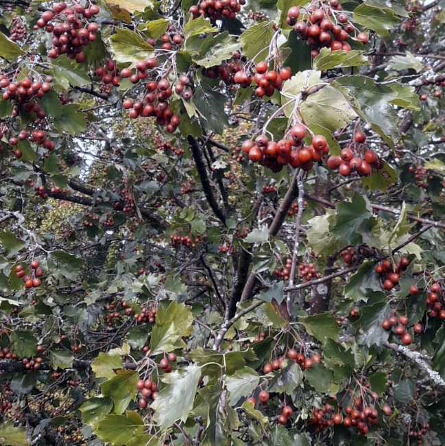 Bayerische Staatsforsten | Seltene Elsbeeren für den Zukunftswald