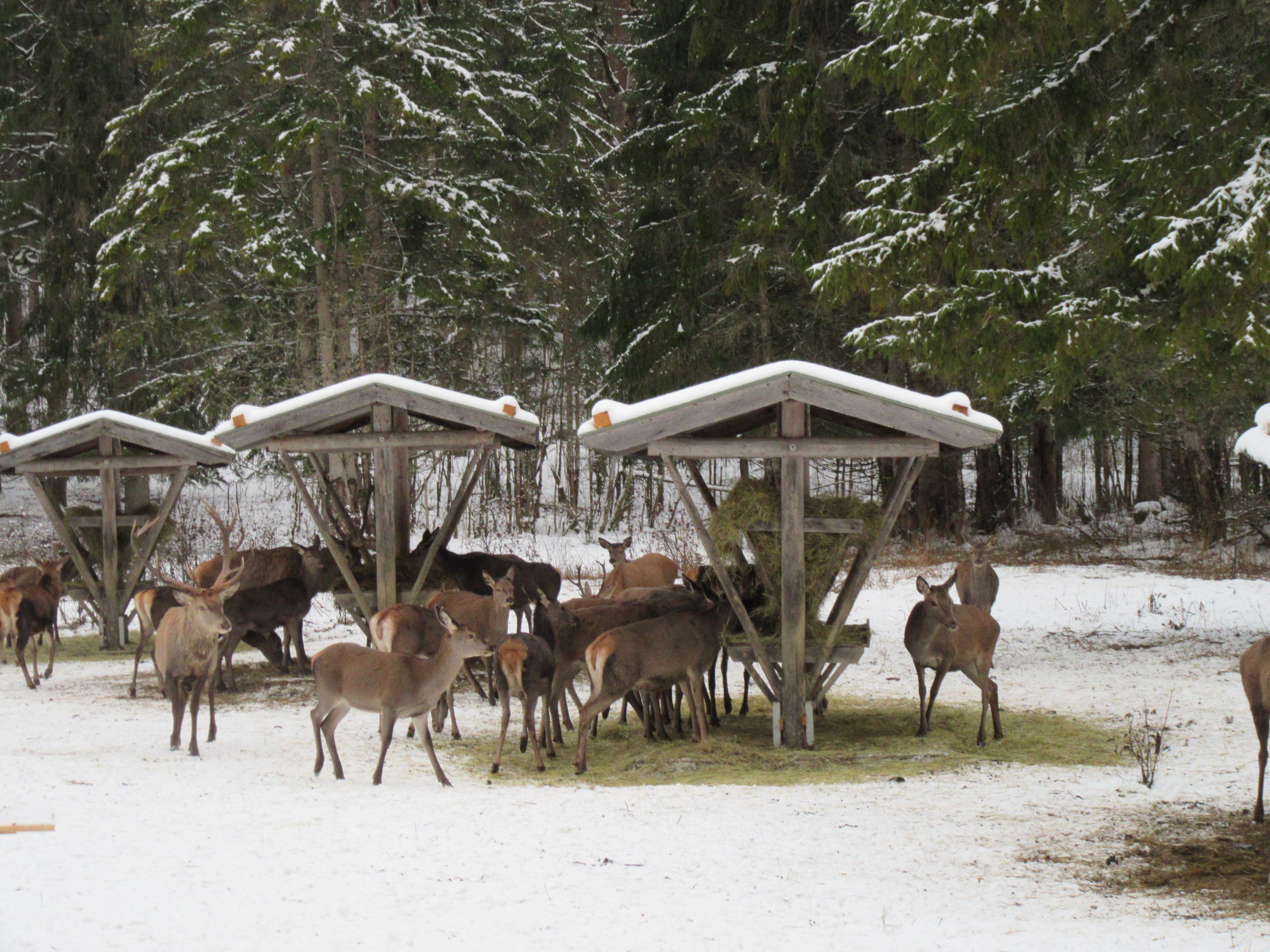 Bayerische Staatsforsten  Auf der Pirsch nach Hirsch