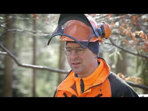 Baumansprache und Fällungsvorbereitung mit der Motorsäge - Tutorial der Bayerischen Staatsforsten