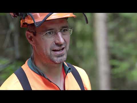 Schwierige Fällung - Königsbronner-Anschlagstechnik | Tutorial der Bayerischen Staatsforsten