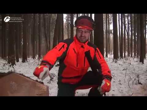 Sicher & richtig mit der Motorsäge fällen I #Tutorial #Forstwirtschaft #Waldarbeit