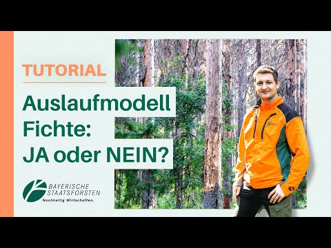 Fichte am Limit – überlebt sie noch? Förster klärt auf! Praxis & Forstwissen